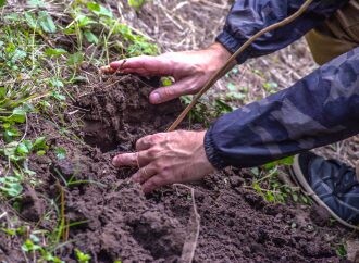 Mercedes plantará un árbol por cada camión vendido en 2022